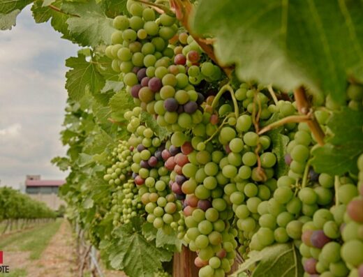 De Cote Casa Vitivinícola