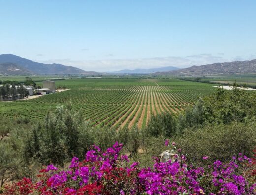 L.A. Cetto Boutique Valle de Guadalupe