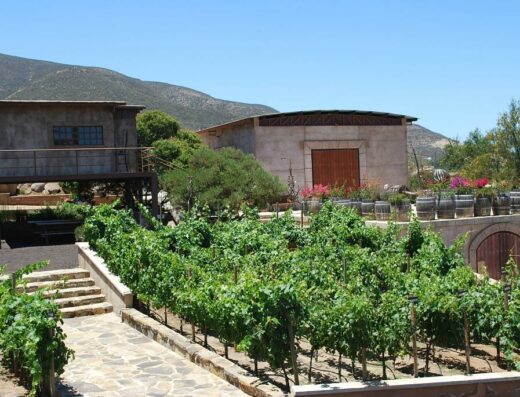 Tres Valles Vitivinícola