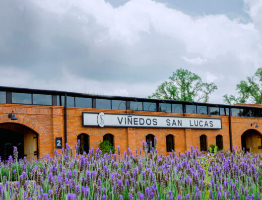 viñedos san lucas